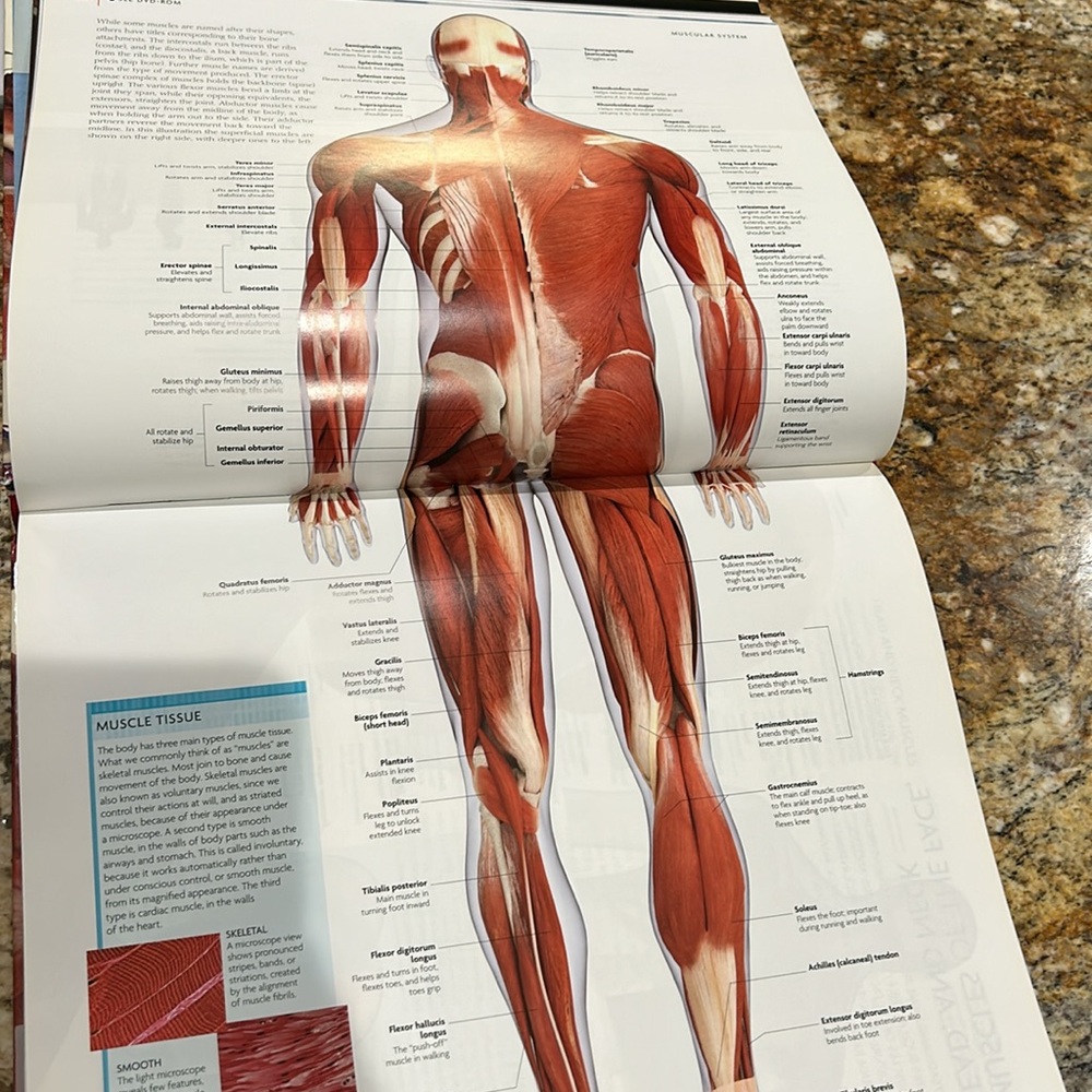 The Human Body Book - Picture 7 of 12
